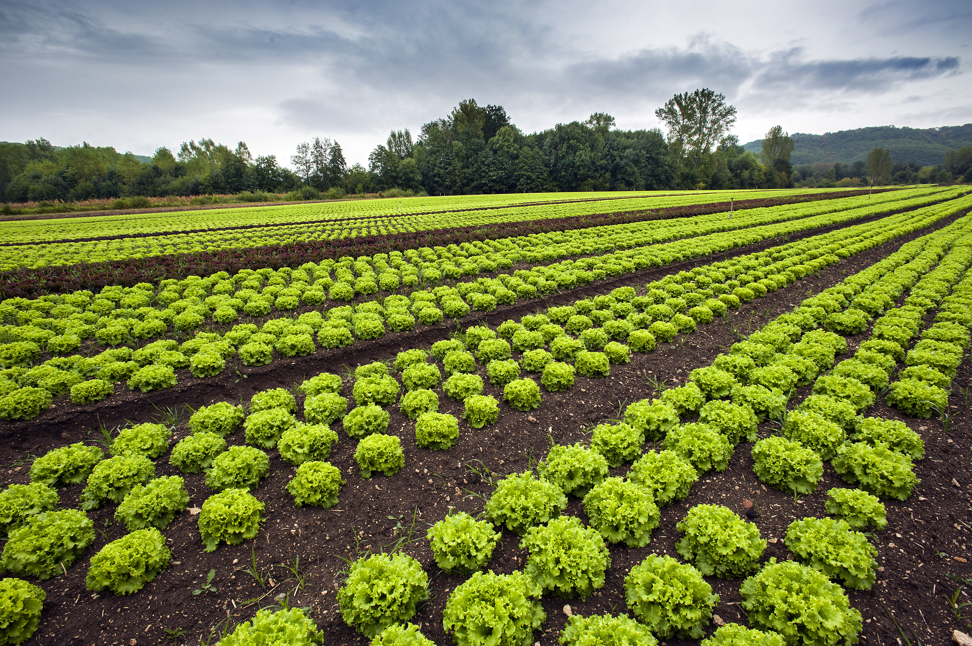 Horticultura E A Profissionalização Da Gestão Blog Da Perfarm 