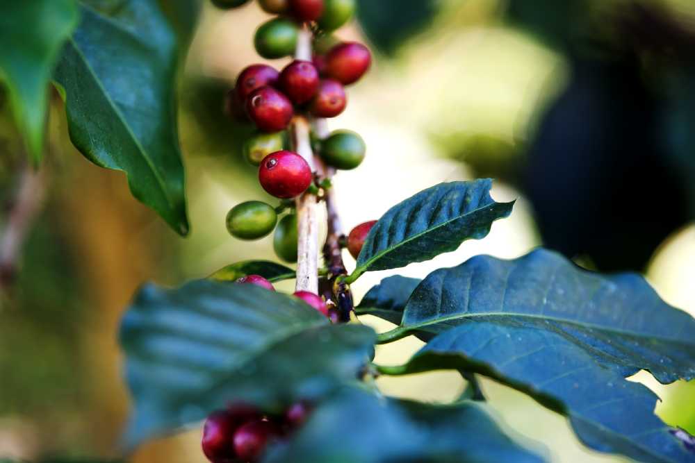 CHBAGRO - Arábica e Robusta: Tudo sobre os principais tipos de café