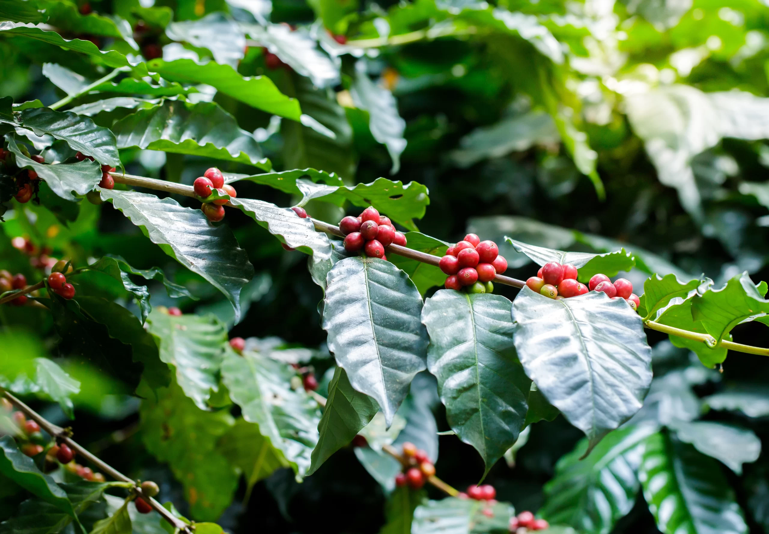 Produtividade do cafeeiro